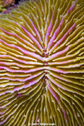 It is shot in Racha Yai Island Coral Reef.

 by Kerim Sabuncuoglu 